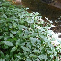 Monothecium aristatum (Nees) T.Anderson